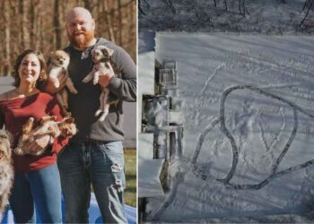 famille crée un labyrinthe de neige 21 chiens sauvés