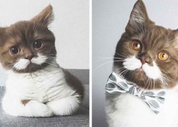 gringo chat moustache