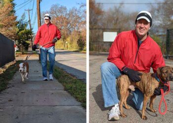 homme promène 50 chiens de refuge