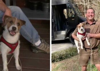 livreur ups aide famille retrouver chien perdu