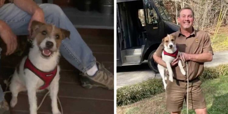 livreur ups aide famille retrouver chien perdu