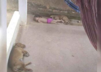 parents trouvé fille faire sieste avec un chien