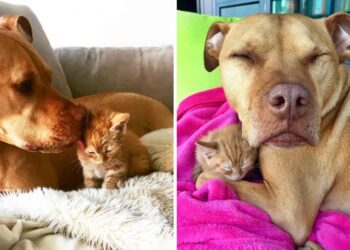 pitbull obsédé par les chats obtient chaton