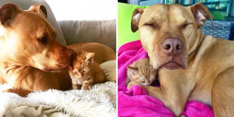 pitbull obsédé par les chats obtient chaton