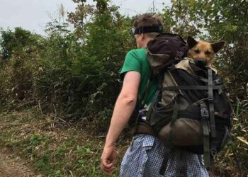 randonnée 12 heures sauver chien blessé