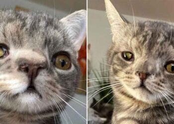 visage de chaton inhabituellement parfait