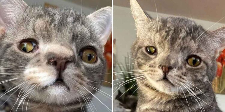 visage de chaton inhabituellement parfait