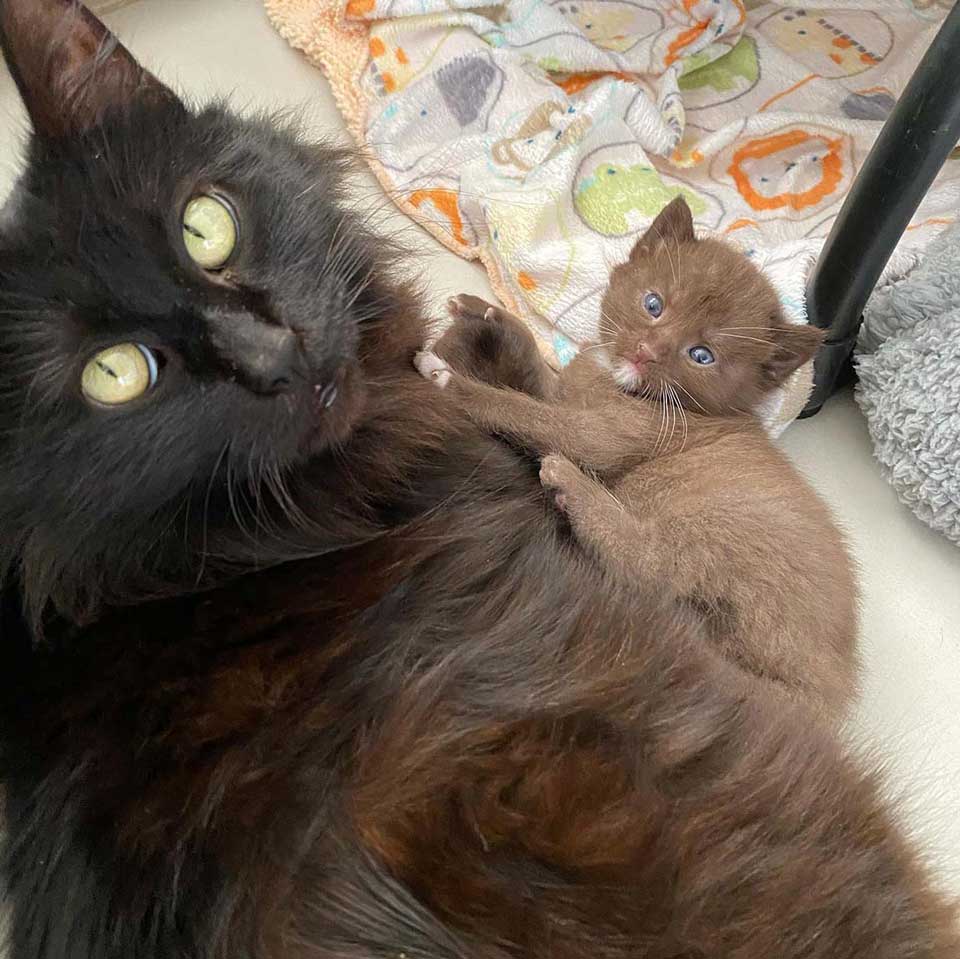 Chat et son bébé