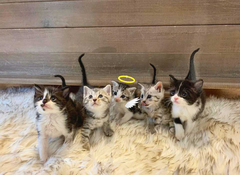 Groupe de chatons