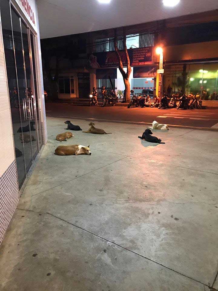 Six chiens fidèles attendent leur propriétaire à l'extérieur de l'hôpital