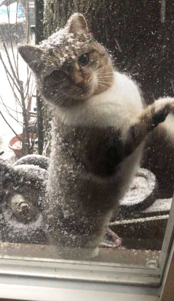 chat porte neige