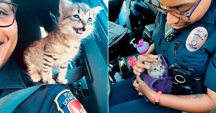 chaton sauvé police collègue plus mignon