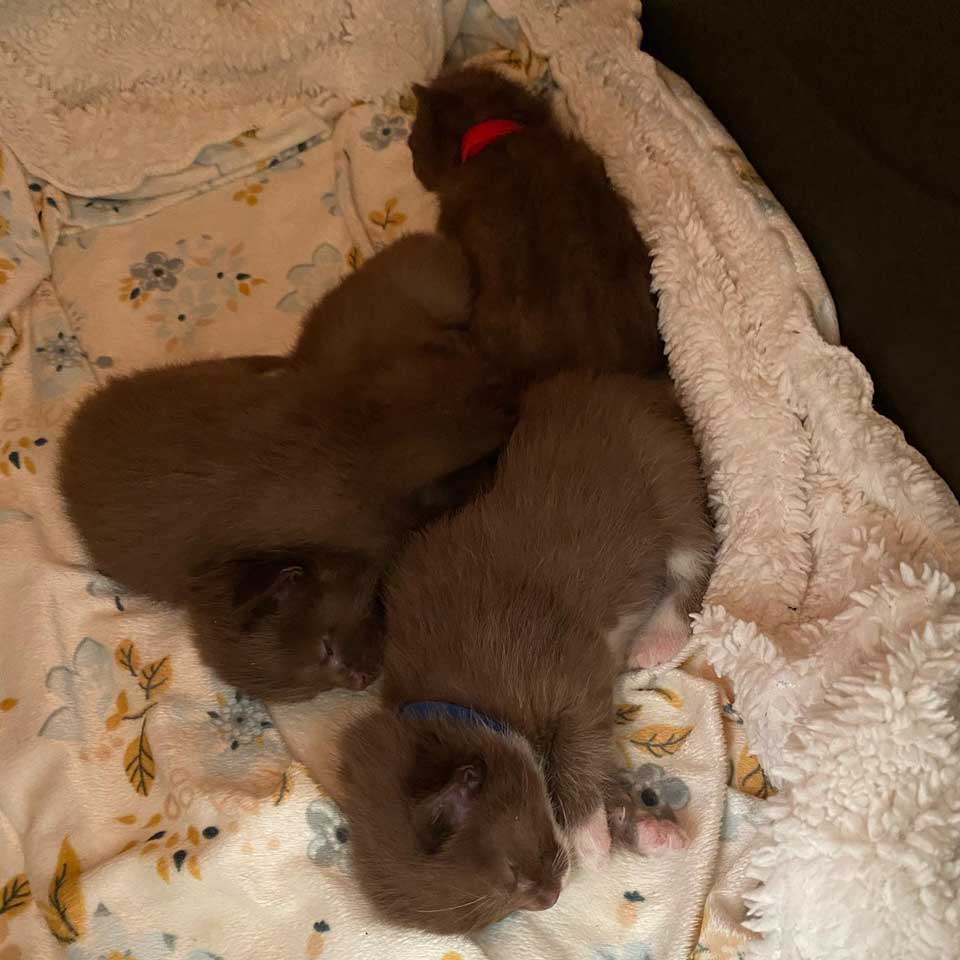 chats nouveau-nés