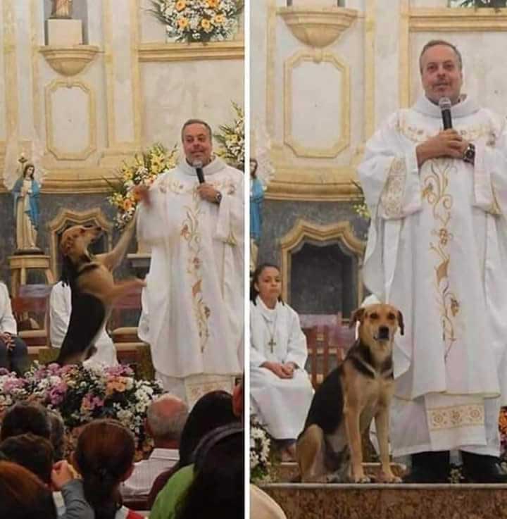 chien à l'église