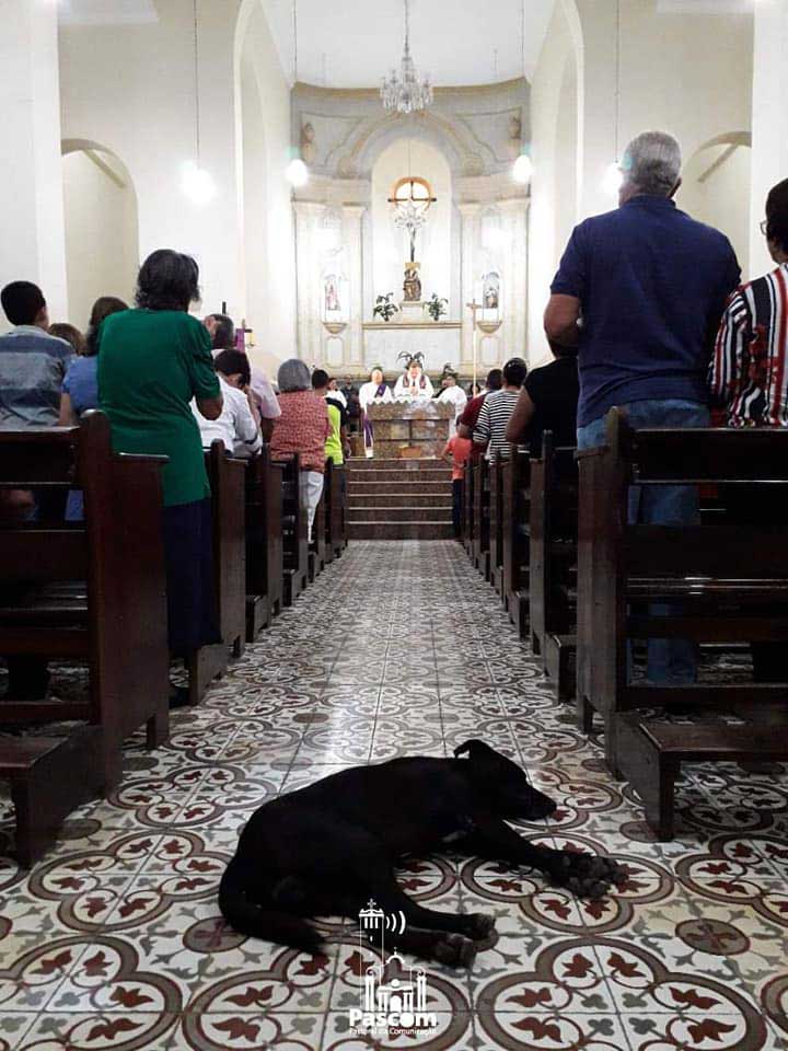 chien assiste à la messe