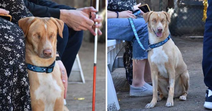 chien aveugle sauvé obtient aide adopté