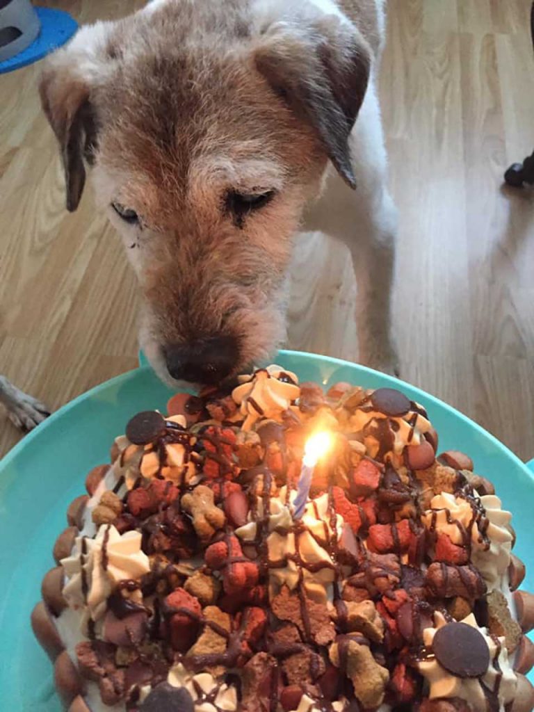 chien et gâteau d'anniversaire