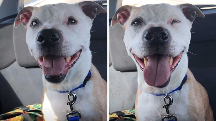 chien sauvé 16 ans sourire pendant voyage maison