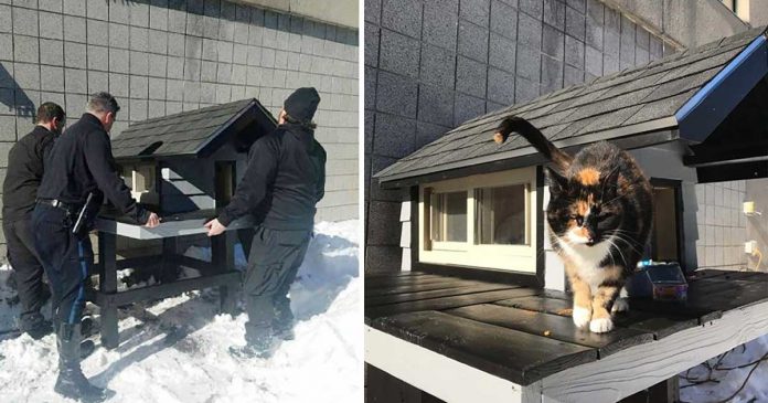 service police construit maison confortable chat