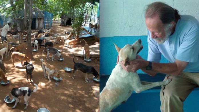 vieil homme quitte vie confortable refuge aider chiens
