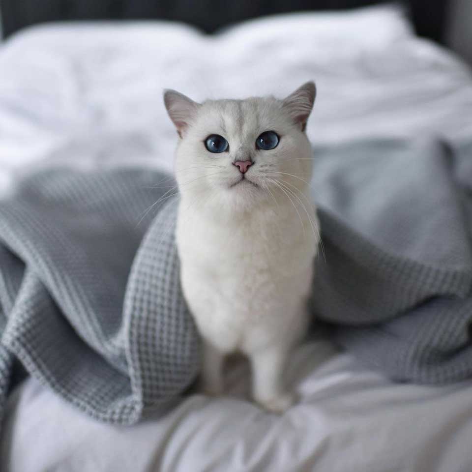 Beau chat aux yeux bleus