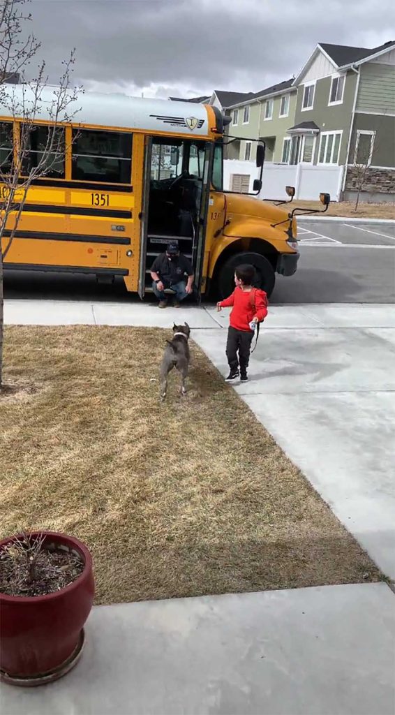 Le chien court pour saluer le chauffeur du bus