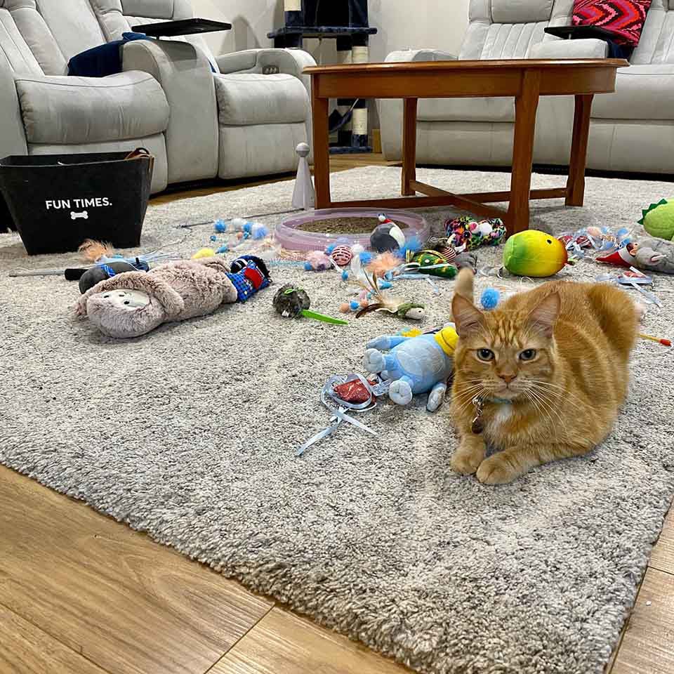 Un chat vole des centaines de jouets