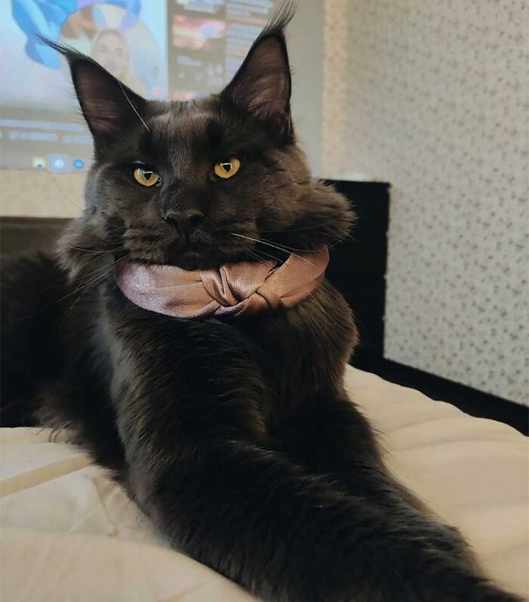 Vincent, le chat Maine Coon qui ressemble à une panthère et agit comme un chien Chats et Chiens
