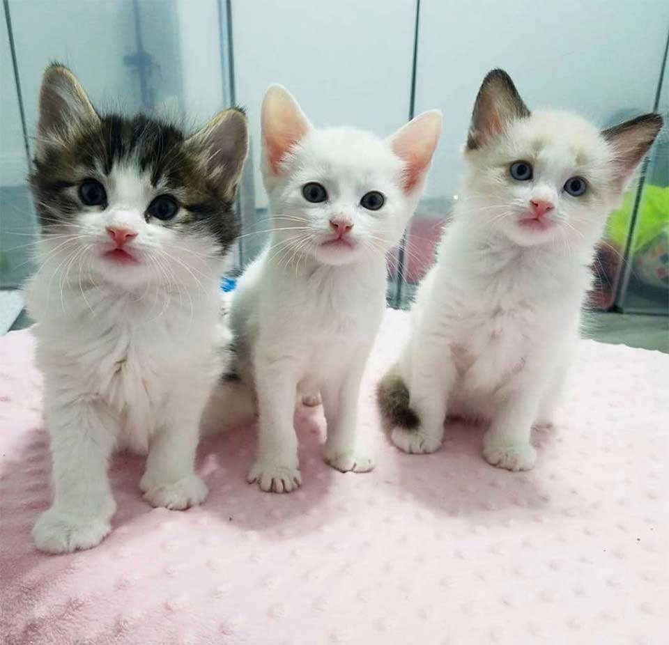 adorables frères chatons