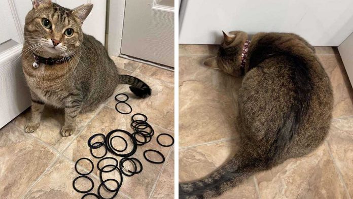 chat demande aide récupérer nœud cheveux révèle cachette secrète