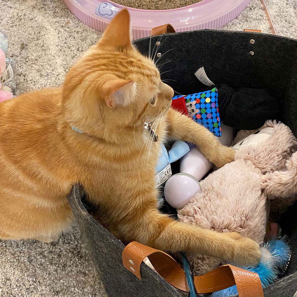 chat et ses jouets