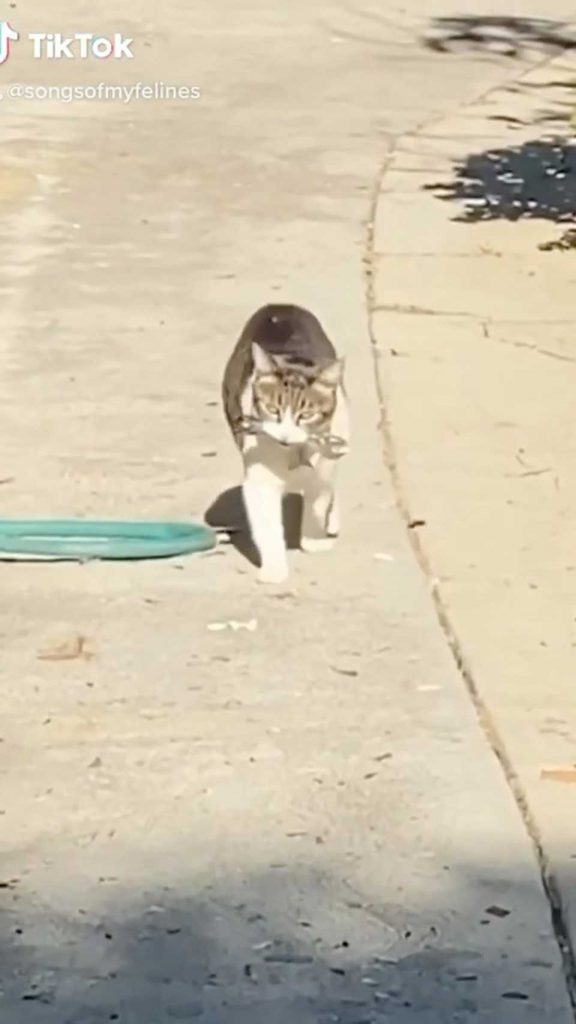 chat vole ses voisins