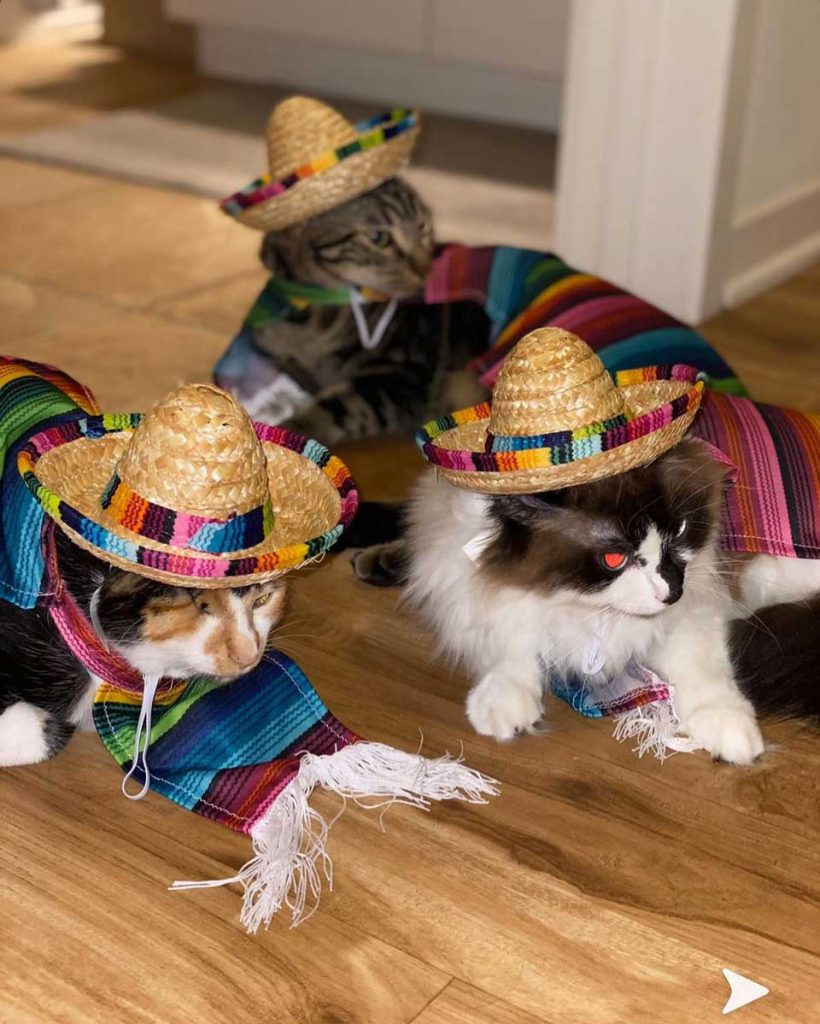 chats déguisés en charros mexicains
