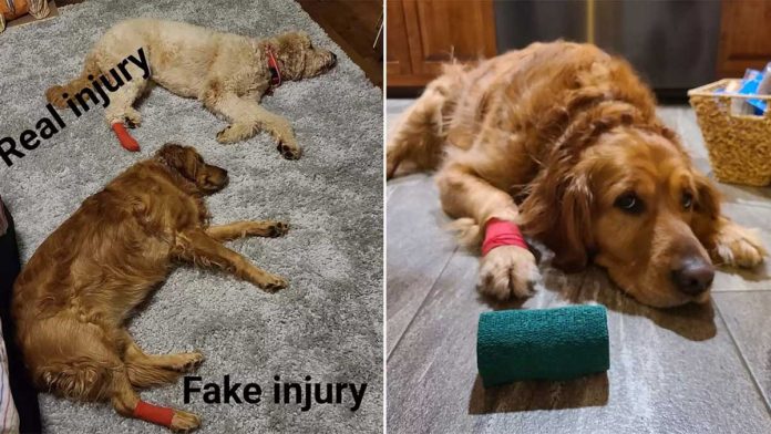 chien jaloux attend bandage frère blessé patte