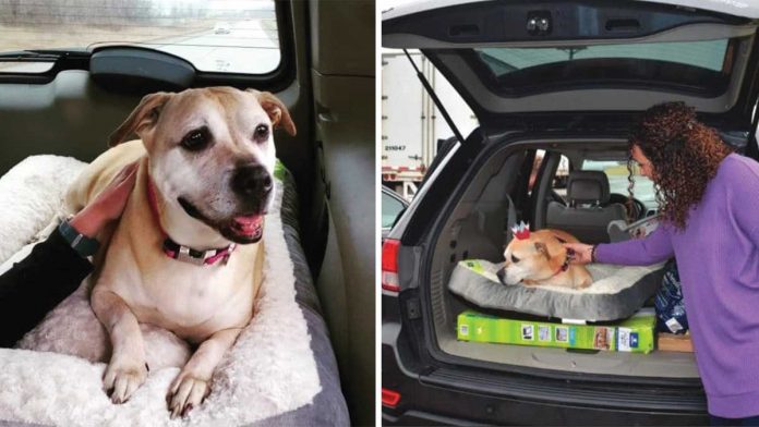 chien passé 2461 jours en refuge finalement adopté