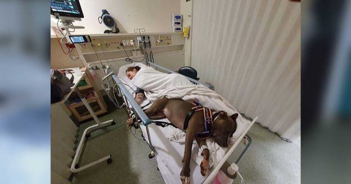 chien refuse quitter mère hôpital