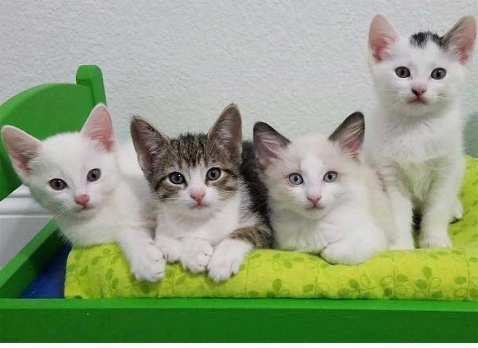 quatre chatons adoptés