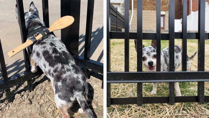une femme déjoue un chien qui essaie de franchir une clôture