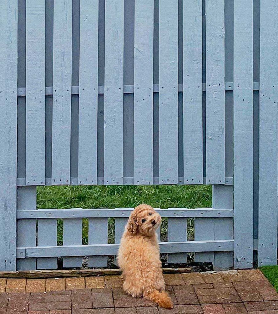 Chien heureux que sa famille lui ait construit une fenêtre dans la clôture
