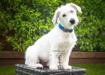 Jack-A-Poo 7 Jack A Poo