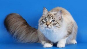 Ragamuffin