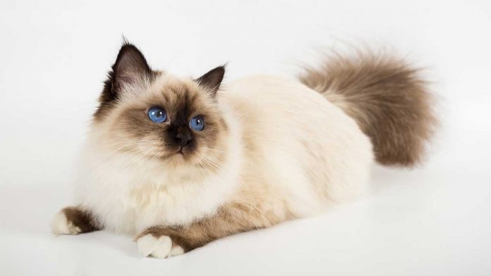 races de chats aux yeux bleus