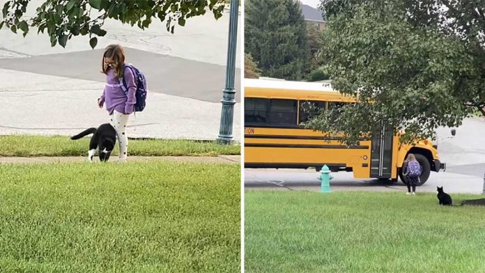 chat sauvé accompagne sœur bus scolaire