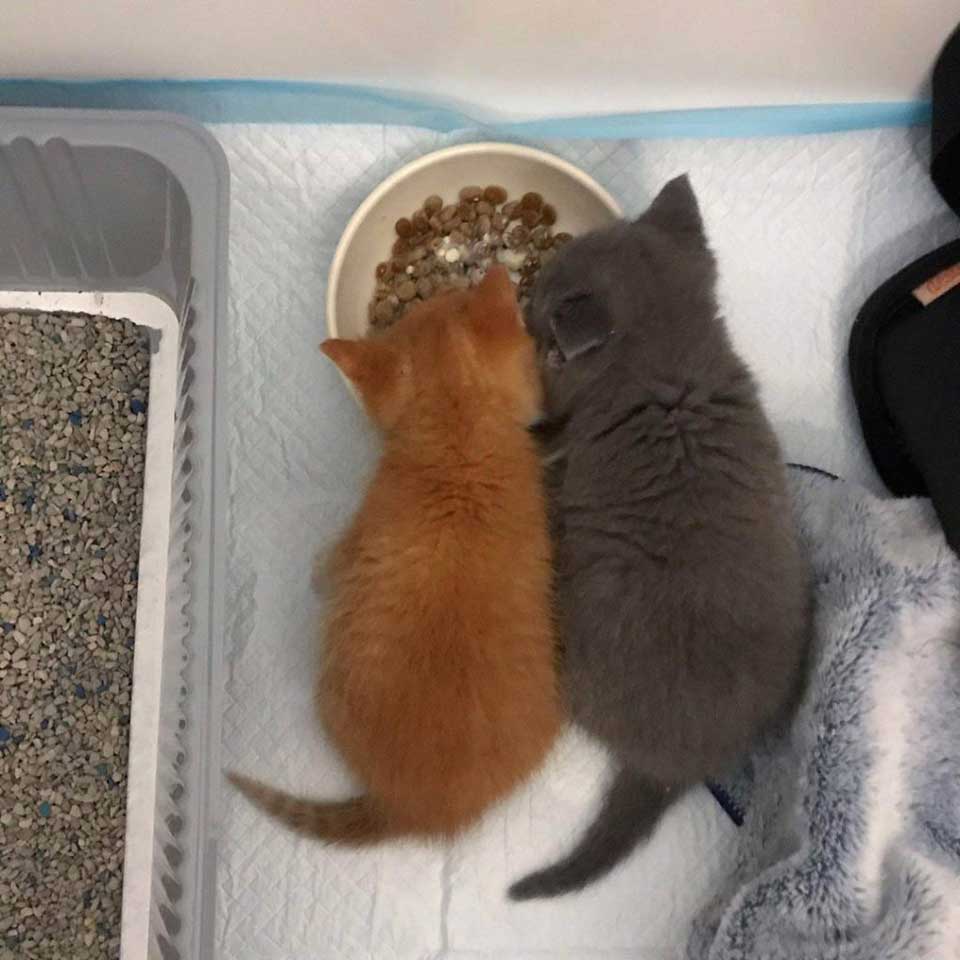 chatons qui apprennent à manger