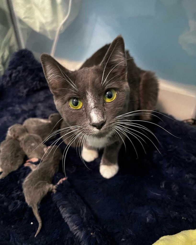 chatte avec ses bébés