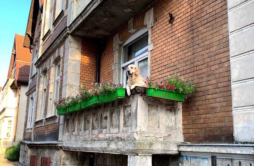 chien balcon milka