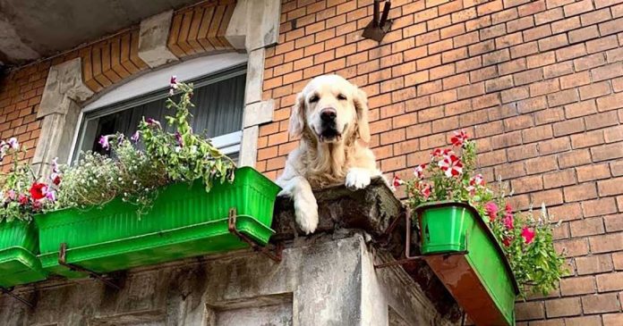chien de balcon devenu attraction touristique locale