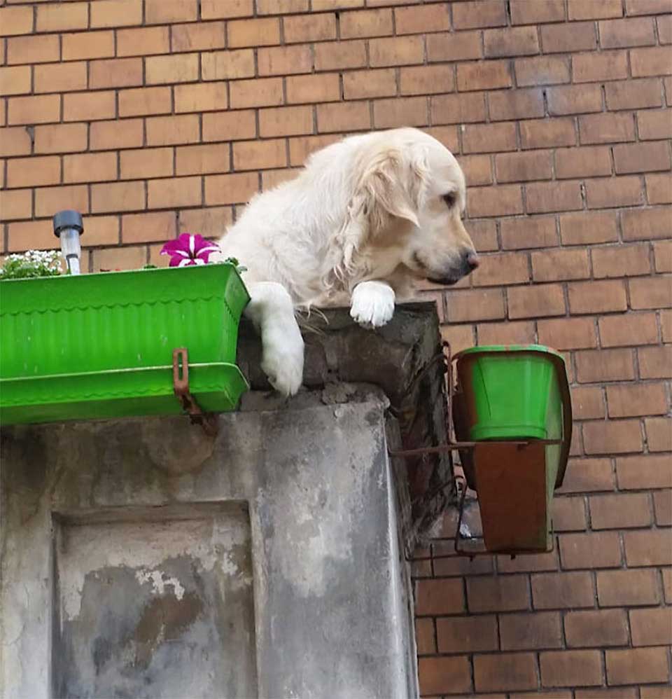 chien de balcon