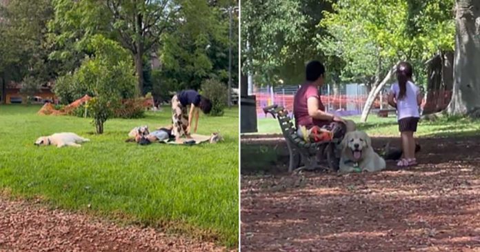 chien fait semblant animal compagnie autre maman essaie quitter parc