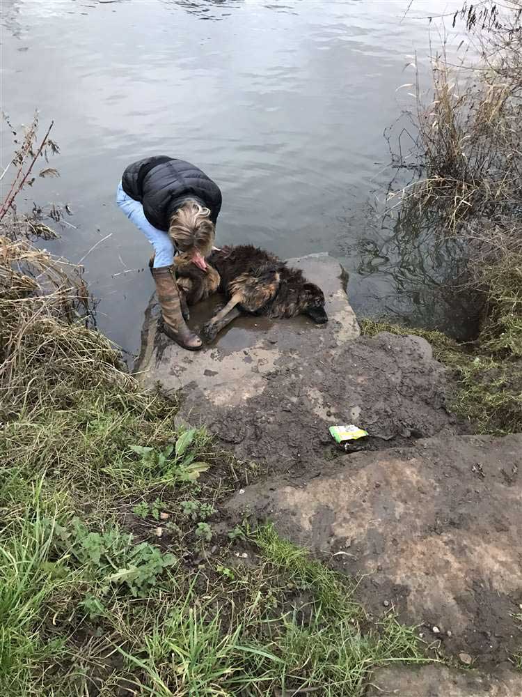 chien sauvé de l'eau